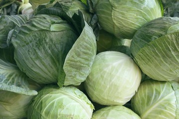 heads of early cabbages