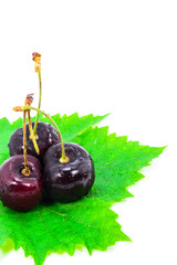 Ripe cherries on white background.