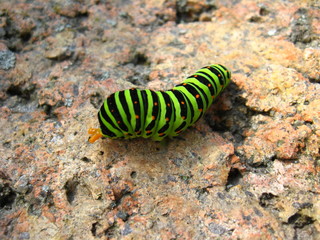 Caterpillar of the butterfly  machaon on the stone