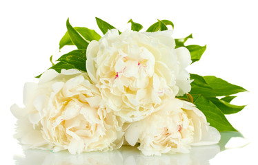 beautiful peonies isolated on white