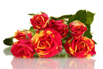 Beautiful red-yellow roses on white background close-up