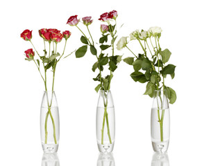 Beautiful roses in glass vases isolated on white