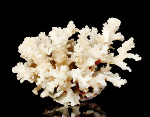Sea coral isolated on black background