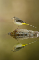 Yellow wagtail