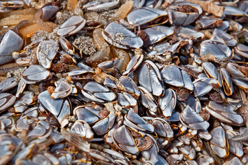 Closeup of Living Goose Barnacles
