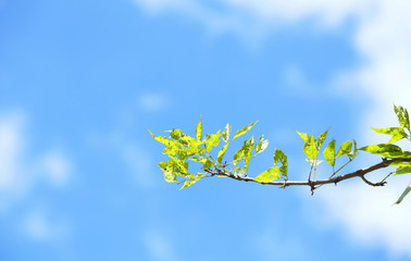 Leaves sky background