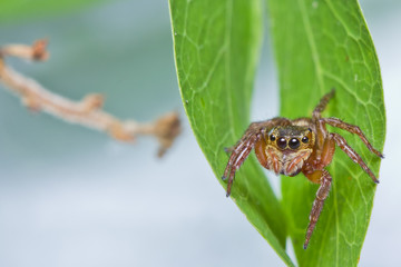 Jumper spider on green leaf