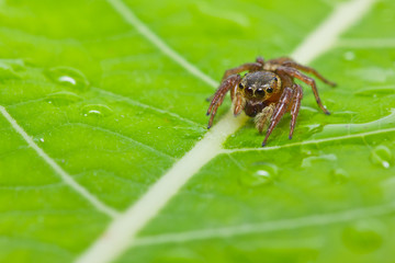 Jumper spider on green leaf