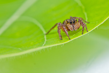 Jumper spider on green leaf