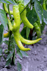 Hot green pepper growing. A new harvest