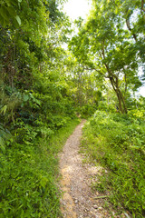 forest road, walk street to tropical humid green forest