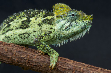 Helmeted chameleon / Trioceros hoehnelii