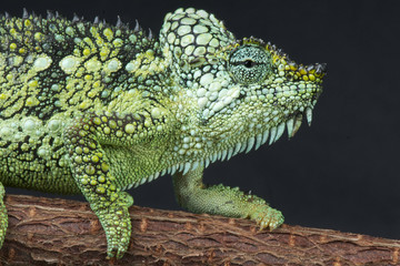 Casqued chameleon / Trioceros hoehnelii
