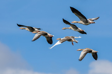 Greylag Goose (Anser anser)