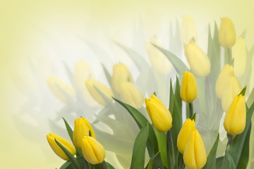 Fototapeta premium Yellow tulips