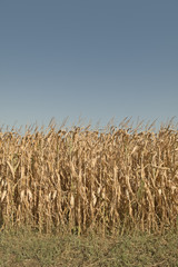 Dry season in a corn field