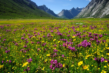 Fototapeta premium sea of flowers