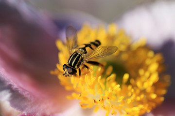 fly on flower