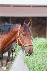  horse is hay of their feeding trough