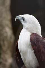 Big tropical bird of prey close up