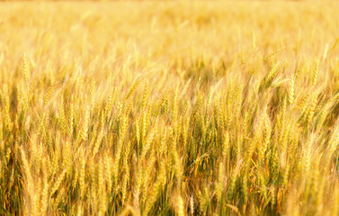 Fields of wheat at the end of summer fully ripe