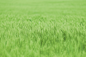 Green wheat on a grain field in spring