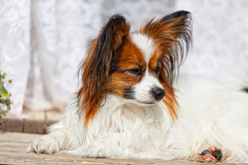 papillon dog