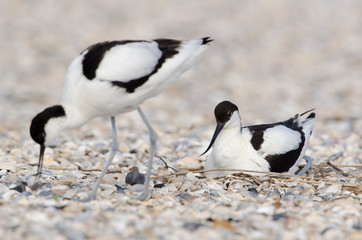 Säbelschnäbler, Pied avocet, Recurvirostra avosetta