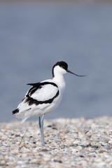 Säbelschnäbler, Pied avocet, Recurvirostra avosetta