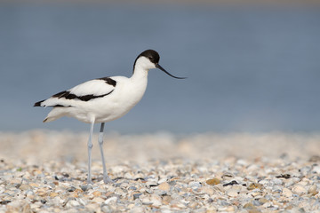 Säbelschnäbler, Pied avocet, Recurvirostra avosetta