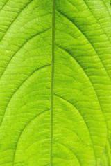 Texture of green leaf
