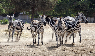 zebras - 44327139