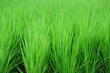 Rice field-13