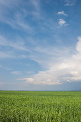 beautiful green field and clouds