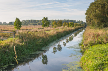 Trees reflecting in a smooth water surface