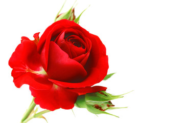 Fototapeta premium Red rose