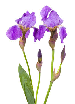 Violet flower iris