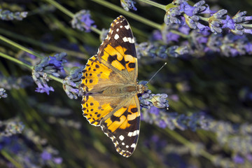 Butterfly Vanessa Atlanta on flower