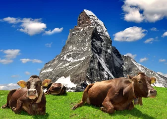 Photo sur Plexiglas Cervin Cow in the meadow