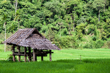 Fototapeta na wymiar Terraced rice fields steps.