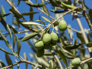 olives