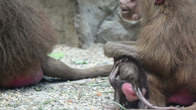 a very young baboon siting beside its mother