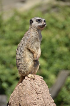 Erdm&auml;nnchen