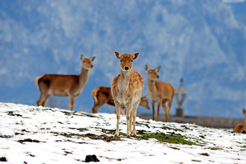 deer in the mountains in winter