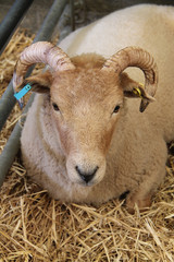 A Sheep With Horns in a Metal Pen with Straw.