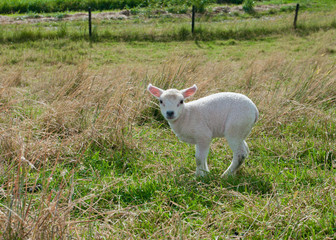 Obraz na płótnie Canvas little lamb
