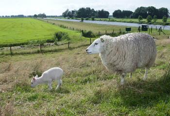 Fototapeta premium sheep with lamb