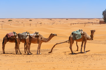 Dromedare in der Sahara
