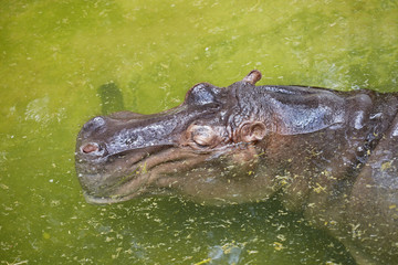 Fototapeta premium Hippo