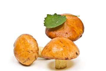 three forest mushrooms on a white background
